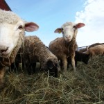 sheep