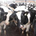 dairy cattle