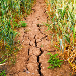 Drought-cracked mud in wheat field
