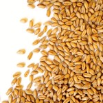 wheat kernels