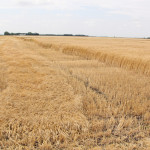 winter wheat