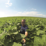 Arthur Bell (seen here in this sunflower field) has been variable-rate seeding corn near Boissevain for the past three seasons.