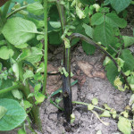 Blackleg is just one disease that can be caused by strains of the Dickeya pathogen.