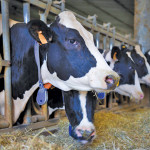 dairy cattle
