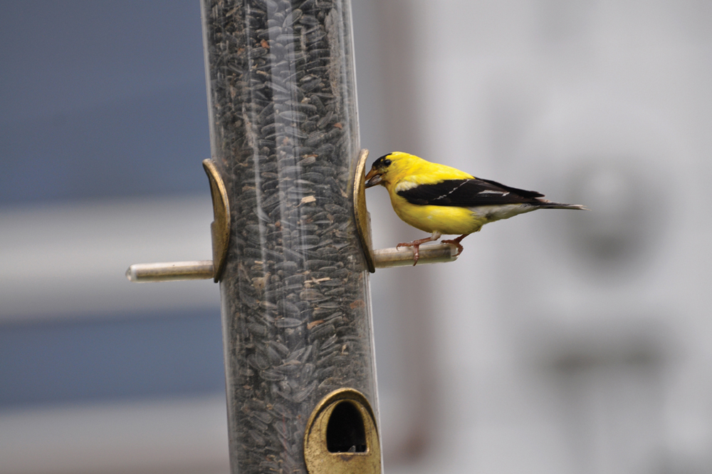 A male goldfinch is a dull beige in winter but sheds these feathers  for brighter-coloured ones.