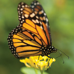 A Monarhc butterfly feeds on yellow perennial milkweed.