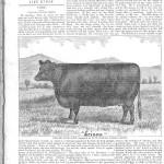 Polled Angus cow ‘Erinna’ graces the cover of Nor-West Farmer