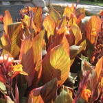 A mass planting of canna “Tropicana” provides vivid color. As some blooms fade, others are produced all summer to replace them.