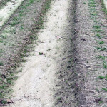 Researchers are seeding Purple Straw farther apart than usual to encourage the growth of multiple tillers.