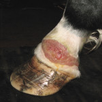 Both wound and hoof care have been neglected on this horse, considerably increasing the risk for the development of proud flesh.