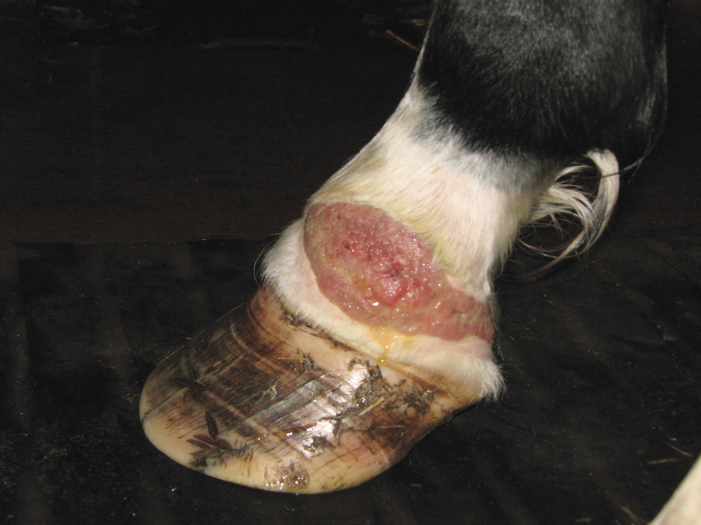 Both wound and hoof care have been neglected on this horse, considerably increasing the risk for the development of proud flesh.
