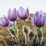 This photo by Terry Roberts of Brandon was winner of the Adult People’s Choice award and Crocus Cluster in Arden Crocus Festival photo contest in 2015.