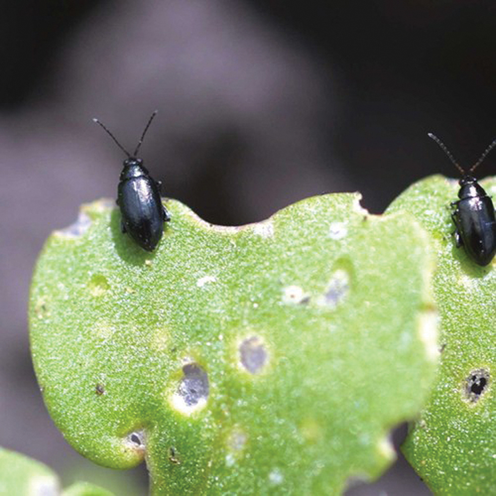 Flea beetles on canola leaf