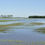 Most fields may have dried out from floods in 2010 and 2011, but there’s a lingering effect from compaction and poor aeration.