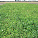 A pea/oat/tillage radish cover crop seeded in early August, pictured on October 17.