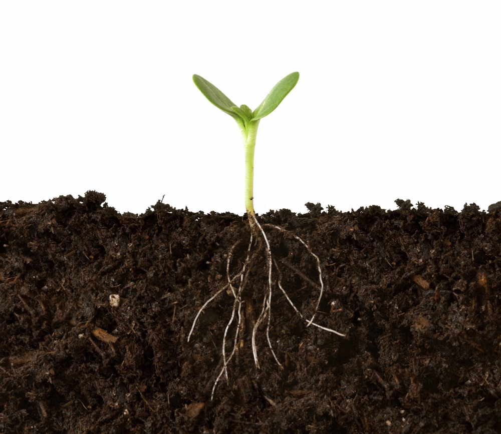 Cutaway of Plant and Roots in Dirt