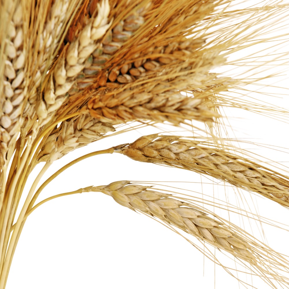 wheat research paper pdf