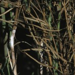 Sclerotinia relies on a very specific set of environmental conditions to thrive in your canola.