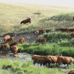Even pure-looking water might harbour a problem that could hurt your cattle.