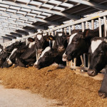 Dairy producers say without new processing capacity, the industry can’t be sustainable.