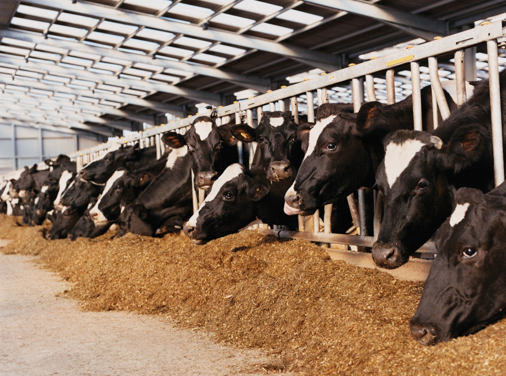 Dairy producers say without new processing capacity, the industry can’t be sustainable.