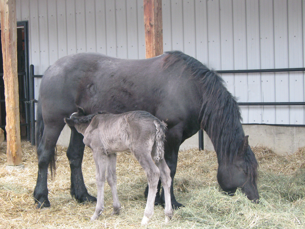 horse and foal