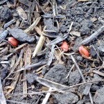 This wheat was seeded three weeks ago, but hasn’t germinated. MDA’s Lionel Kaskiw says farmers shouldn’t plant too deeply trying to hit moisture, especially with small seeded crops such as canola and flax, because if the seed germinates it might not survive emergence or be weak.