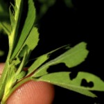 Alfalfa weevils are starting to make their mark on some Manitoba alfalfa fields.