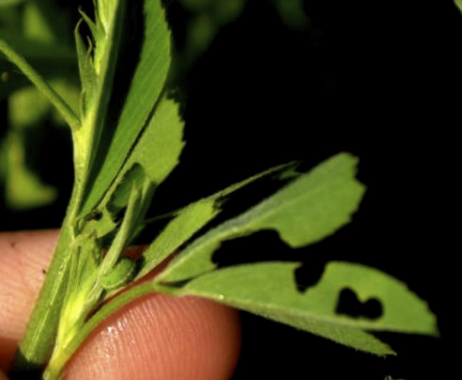 Alfalfa weevils are starting to make their mark on some Manitoba alfalfa fields.