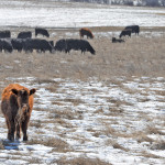 Proper rations, location, and salt additives are key to managing mineral intake of cattle gone to pasture.