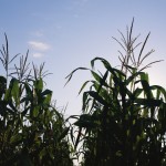 Feds seek ideas for Growing Forward 3