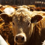 Beef 911: The pros and cons of hormone-free beef programs