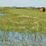 Manitoba conservation districts are looking at establishing soil health programs to demonstrate how to increase water infiltration.