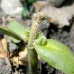 This soybean plant is regrowing after being frozen.