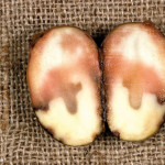 Pink rot can mean significant storage losses, and a key control product is under threat from resistance.