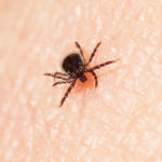 Black Legged Tick