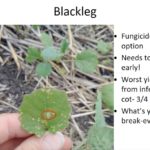 Angela Brackenreed with the Canola Council of Canada says producers should be on the lookout for blackleg.