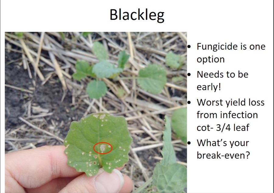Angela Brackenreed with the Canola Council of Canada says producers should be on the lookout for blackleg.