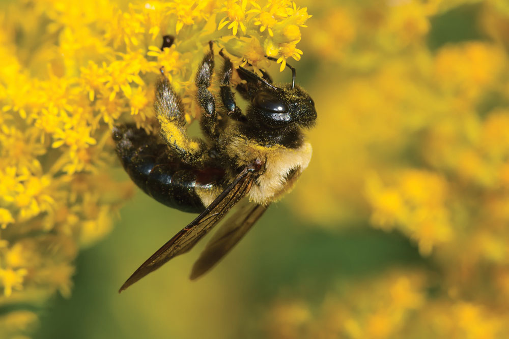 A new study of 75 bee colonies across Scotland suggests one of the so-called “neonics” may not be like the others in its potential risk to bumblebees. 