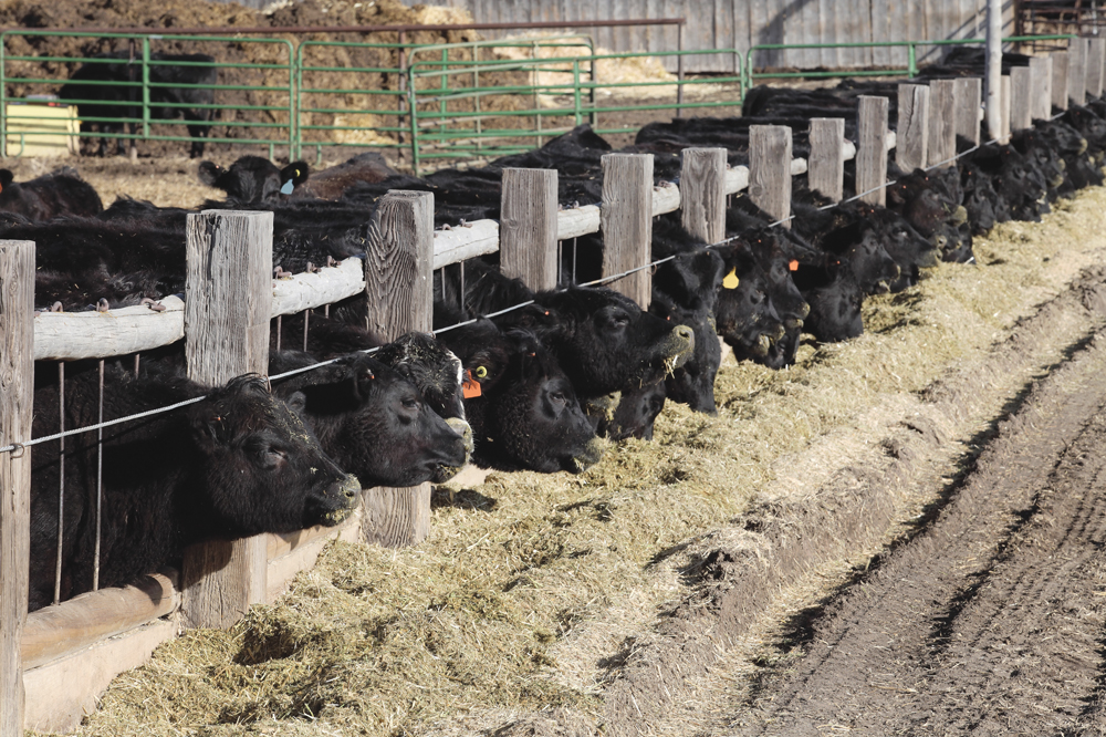 Cattle and other animals alter antibiotics as they pass through their digestive systems.