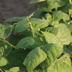 Growers are warned to be careful about planting edible beans on fields that have recently been used to grow soybeans. The two don’t mix in the market.