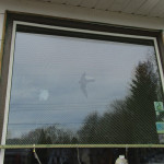 Lightweight netting over a window can help to reduce bird strikes.