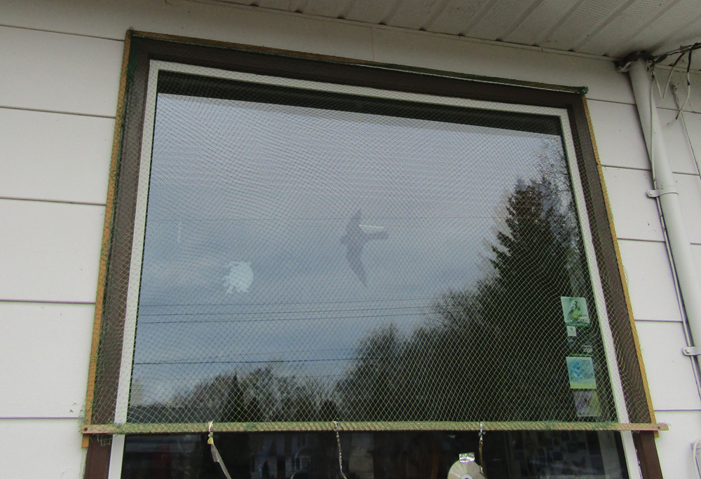 Lightweight netting over a window can help to reduce bird strikes.