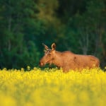 moose in canola field