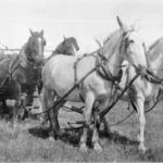 A member of the Black family with a grain wagon. They owned various farms in the Brandon and Douglas areas, and it’s difficult to determine the trip that the wagon was undertaking that required two teams. The hauls into the elevators in Douglas and Brandon involved only three- to four-mile journeys, so perhaps a longer haul up to an elevator on the CNR main line north of Douglas was being undertaken.
