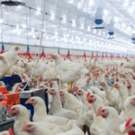 Poultry care codes released