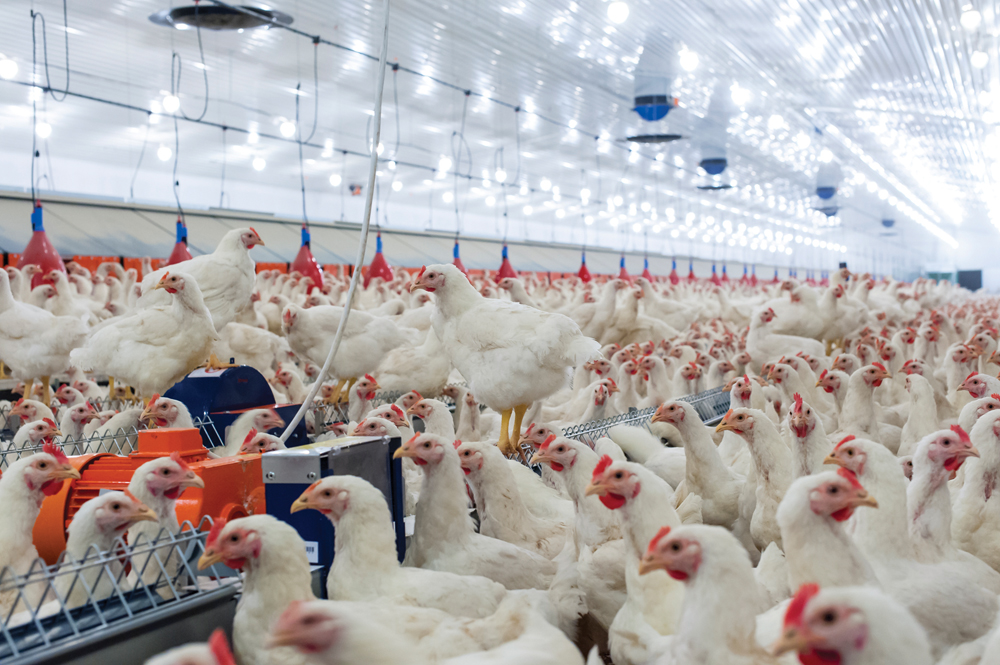 Poultry care codes released