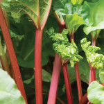 rhubarb