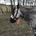 Management strategies for using grazing muzzles