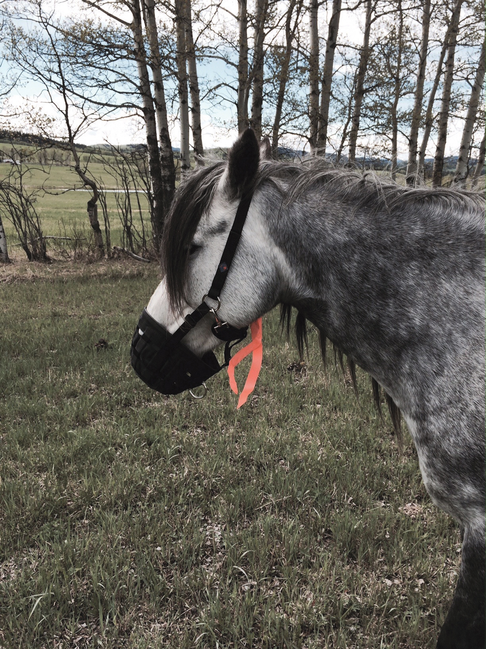 Management strategies for using grazing muzzles